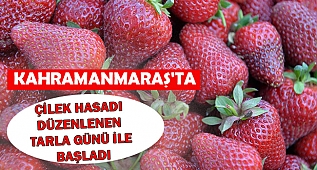 Kahramanmaraş'ta çilek hasadı düzenlenen tarla günü ile başladı