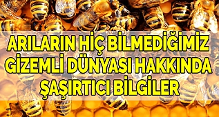 Arıların Hiç Bilmediğimiz Gizemli Dünyası Hakkında Şaşırtıcı Bilgiler 