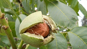 CEVİZ ÜRETİMİ EZBERDEN ÇIKTI!