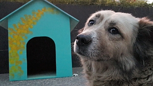 Tekzen'den Patili Dostlara Rengarenk Yuvalar