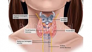  “TİROİD HER YAŞ GRUBUNU ETKİLİYOR”