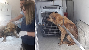 Yağmur kanalına düşen yaralı köpek kurtarıldı