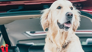 Anadolu Sigorta ile Evcil Dostlarınız da Güvence Altında