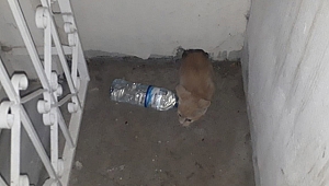 Apartman havalandırmasında mahsur kalan kediyi itfaiye kurtardı 