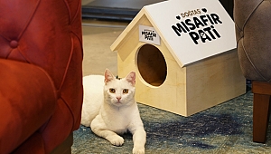 Doğtaş, Sokak Hayvanlarına Sahip Çıkıyor