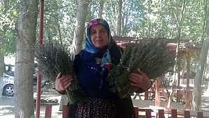 LAVANTA KOKULU ŞEHİR KAHRAMANMARAŞ