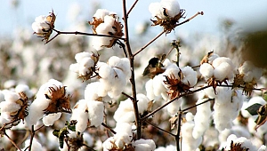 Pamuğun kaderi İzmir'de çizilecek!
