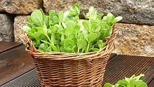 SEMİZOTUNUN AZ BİLİNEN 5 FAYDASI