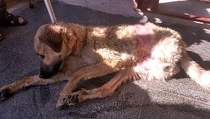 YARALI KÖPEĞİN SAĞLIK DURUMU İYİ