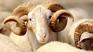 9 Günlük Tatil Online Kurban Satışını Artırdı