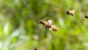 Andırın Yol Kavşağında Arı Taşıyan Kamyon Devrildi
