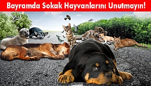 Bayramda Sokak Hayvanlarını Unutmayın!