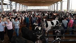 Büyükşehir Hayvancılık OSB'sini Kuruyor