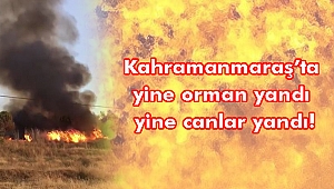 Kahramanmaraş'ta yine orman yandı yine canlar yandı!