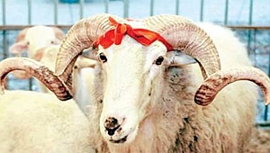 KURBAN BAYRAMI'NDA SAĞLIKLI BESLENME ÖNERİLERİ