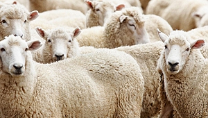 KURBAN ETLERİNİ NASIL MUHAFAZA ETMELİSİNİZ?