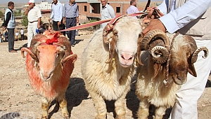 KURBANLIK ALIRKEN NELERE DİKKAT EDİLMELİ!