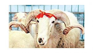 TÜRKİYE VE KURBAN BAYRAMI