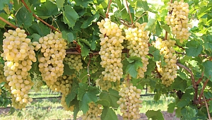 Yaş üzüm ihracatında Rusya bereketi