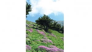 ABAZ YAYLASI (KERTMEN) NEREDEDİR?