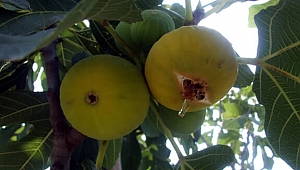 Abbas İnciri hakkında her şey!