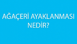 AĞAÇERİ AYAKLANMASI NEDİR?
