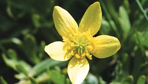 Ahır Yağlıçanağı hakkında bilinmeyenler!