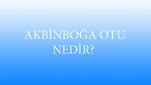  AKBİNBOĞA OTU NEDİR?