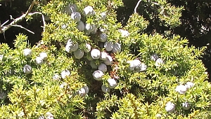 Andız bitkisi hakkında bilinmeyenler!