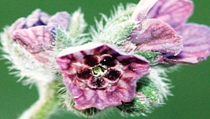 Ayaklı Çarşak bitkisi hakkında bilinmeyenler