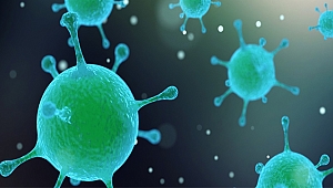 Bakteriler birbiriyle konuşuyorlar...