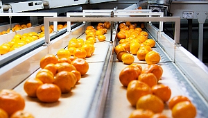 Bu yıl herkes C vitaminine doyacak