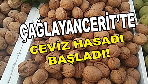 Çağlayancerit'te Ceviz Hasadı Başladı