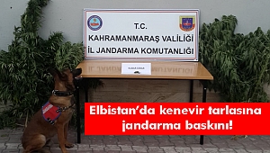 Elbistan’da kenevir tarlasına jandarma baskını!