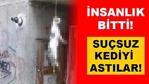 İnsan Olamazlar! Kediyi Astılar