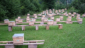 Kahramanmaraş’ta Arıcılık