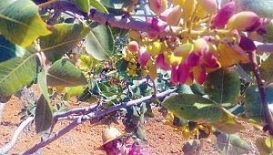 Kahramanmaraş’ta Bağ Evi! Kahramanmaraş’ta Bağ Hayatı