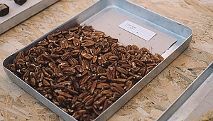 Kahvenin Yanında Pikan Cevizli Lezzetler Var