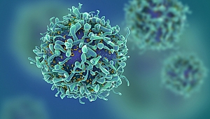 KANSER HÜCRELERİ YOĞUN ULTRASON DALGALARIYLA ÖLDÜRÜLÜYOR