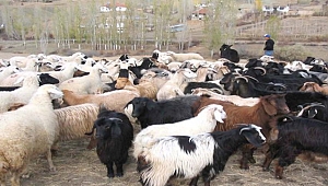 Koyun ve Keçi Destek Müracaatları Devam Ediyor