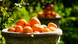 Meyve sebze mamulleri sektörü Fransa ve Çin'e çıkarma yapacak