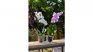 Paşabahçe'den Yeni Bir Seri