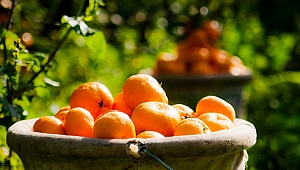 Rusya'ya yaş meyve sebze ihracatı 410 milyon doları aştı