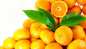 Satsuma mandalina ihracatında aslan payı Rusya’nın