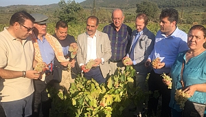 Selçuk'ta üzüm festivali coşkusu