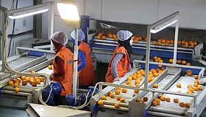 Türkiye’nin meyve sebze ve mamulleri ihracatı 8 ayda 2.4 milyar dolara tırmandı