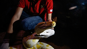 41 piton yavrusuna özenle bakıyorlar