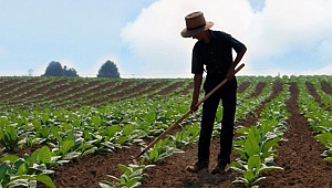 Ağaç kavunu Mersinli çiftçiye alternatif ürün oldu