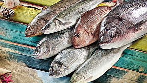 Amerika’ya balık ihracatımız 9 yılda 115 kat arttı