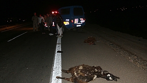 araçların çarptığı 13 keçi telef oldu